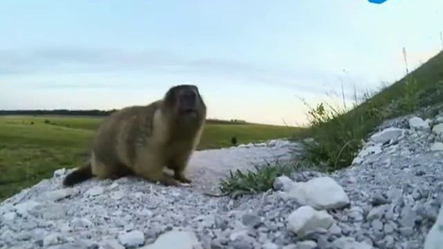 Степные Сурки - Байбаки. В мире животных смотреть онлайн