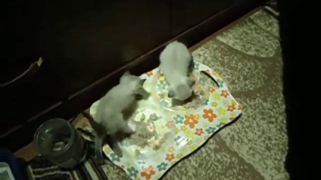 Котята учатся кушать смотреть онлайн