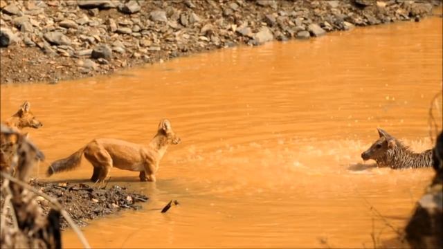Sambar Deer attacked by Dhole смотреть онлайн