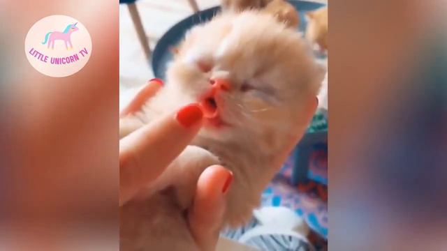 СМЕШНЫЕ ДОМАШНИЕ ПИТОМЦЫ.... Funny Pets Funny Animals Cutest Animals Memes with Adorable Animals смотреть онлайн
