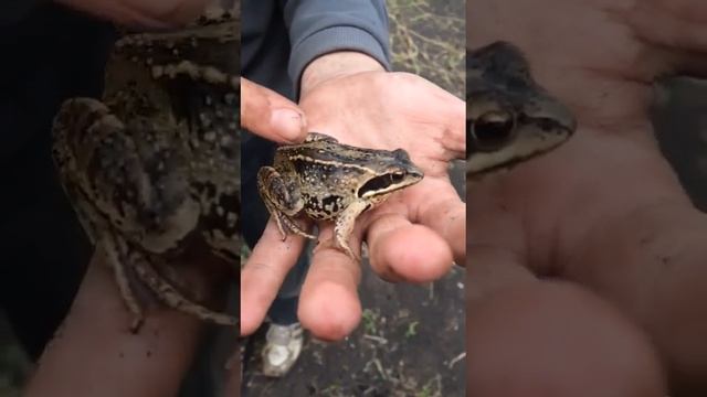 Остромордая лягушка или болотная лягушка[. смотреть онлайн