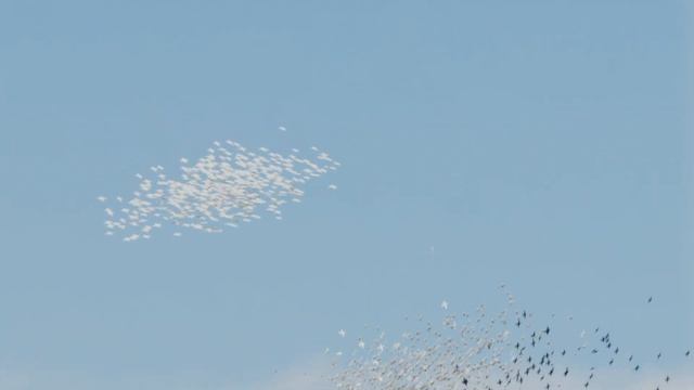 Boids algorithm birds flocking simulation смотреть онлайн