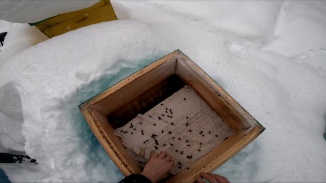 ВОДА В УЛЬЕ ЗИМОЙ! Что нам делать ? смотреть онлайн