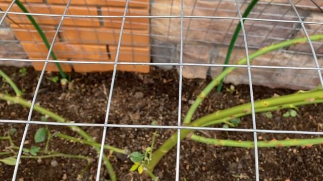 Розы. Надежная сохранность роз обеспечена. Работа кипит. Укрытия установлены, что дальше?????? смотреть онлайн