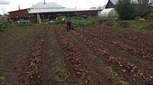 Копаем  картофель ,  мотоблоком " Целина "  с  навесной  картофелекопалкой .