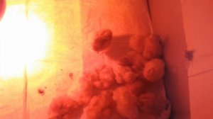 Цыплята породы ТЕТРА.......