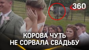 Корова пришла на свадьбу и чуть её не сорвала!