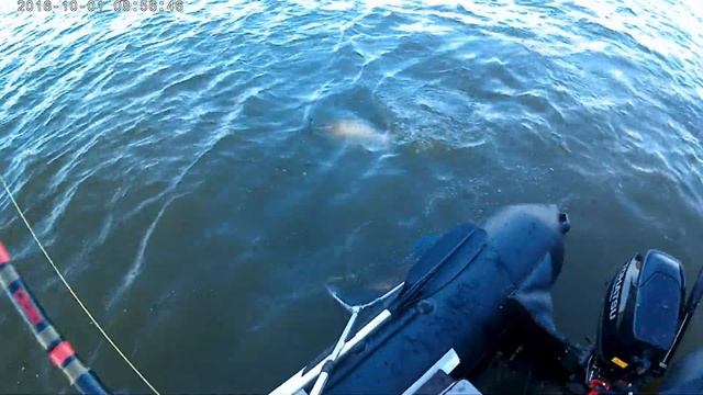 Рыбалка на Ахтубе база Причал рыбака, в дельте Волги база Каралат 1-7 августта 2021 смотреть онлайн