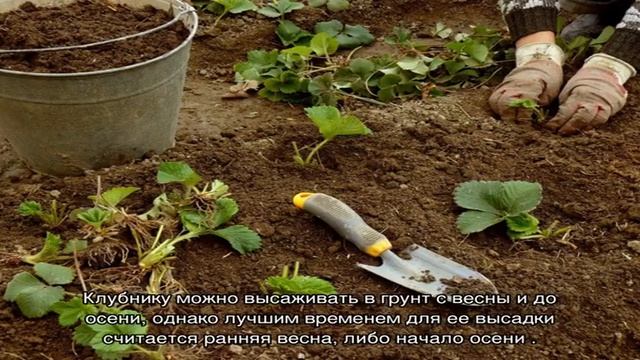 Правильная посадка клубники (видео) смотреть онлайн