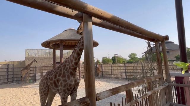 Дубай Сафари парк. Dubai Safari Park . смотреть онлайн