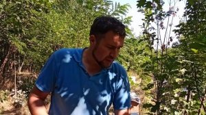 Клещ с пчел посыпался. Осыпь клещей после обработки пчёл