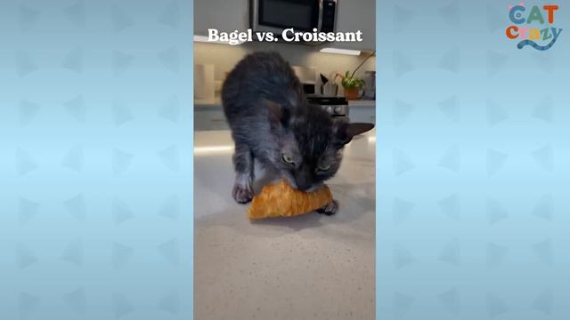 This Cat Is Obsessed With Bread And Loves To Steal Food Whenever He Can | The Dodo Cat Crazy смотреть онлайн