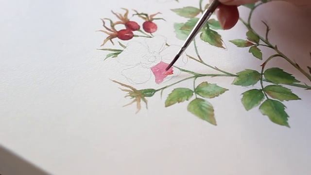 Акварель | Шиповник (Watercolor | Rosehip) смотреть онлайн