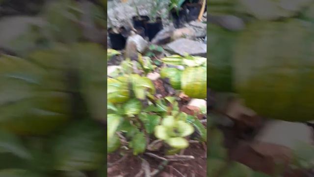 Fixing a dying Hydrangea plant with yellow leaves смотреть онлайн