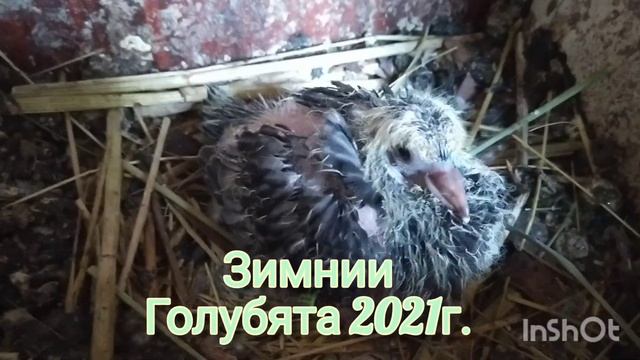 Николаевские голуби / Голубята 2021 / Обзор смотреть онлайн