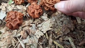 Первые весенние грибы: эльфова чаша, строчки, энтоломы. Грибы 2023