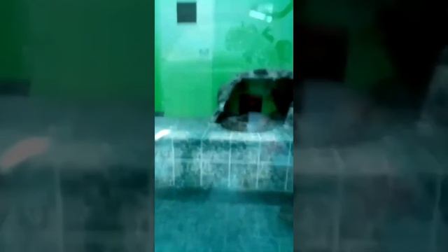 Экскурсия в зоопарк . Митусова Т.И воспитатель смотреть онлайн