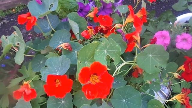 Выращивание настурции. Что нужно сделать, чтобы настурция обильно цвела