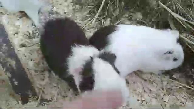 Контактный зоопарк в Минске смотреть онлайн