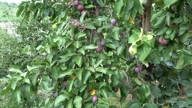 Раннелетний сорт яблони Фея. Устойчивый к неблагоприятным условиям. смотреть онлайн