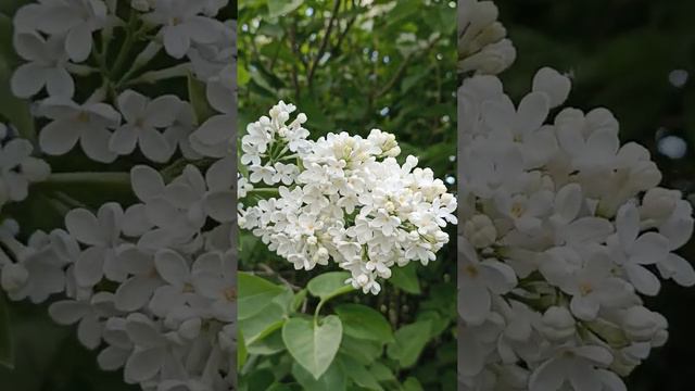 Цветёт красавица белая сирень#сирень#июнь смотреть онлайн