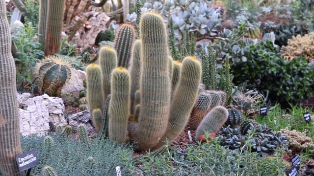 Brutalist Architecture At Barbican Conservatory | Things To do In London?? Self-Portrait Photograph смотреть онлайн
