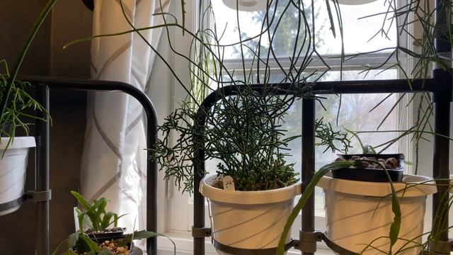 Rhipsalis Closet Tour смотреть онлайн