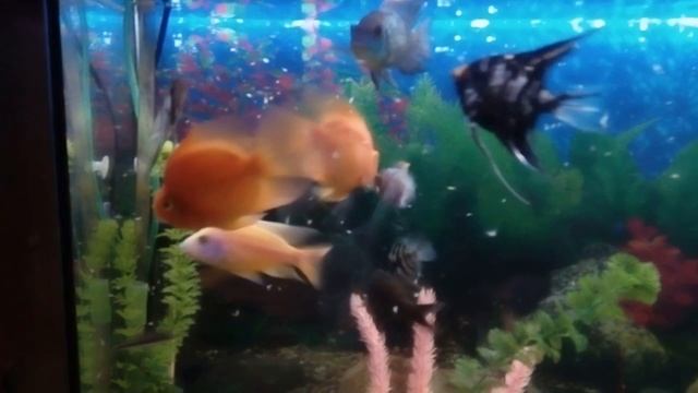 Замороженный корм артемия | кормление взрослых рыб и подростков смотреть онлайн