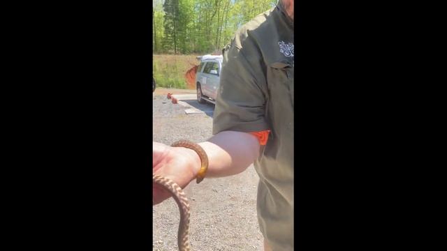 Woma Python Facts and Info смотреть онлайн