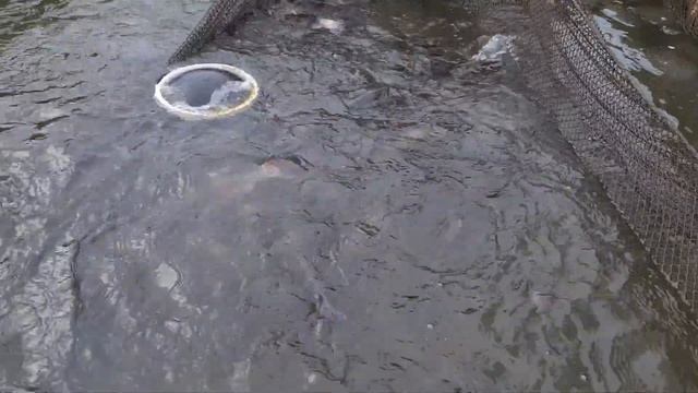 18.02 Рк Фишка Данилово, платник, платная рыбалка, зарыбление форелью, форель на спиннинг смотреть онлайн