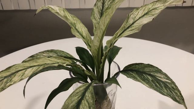 Spathiphyllum Jessica - What A Beauty!!!