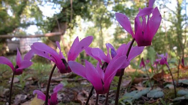 Cyclamen purpurascens - Ciclamino смотреть онлайн