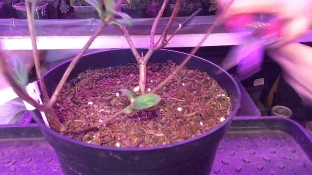 Весенняя обрезка метельчатой Гортензии. #весенняя#обрезка#гортензии#бонфаер#пиксио#новосибирск#