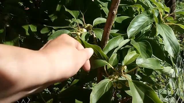 Актинидии, первое цветение. смотреть онлайн