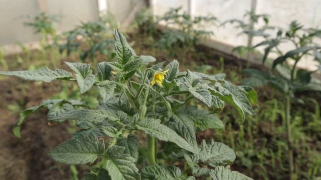 Обзор наших томатов и посадка в теплицу. Сорта: Монгол Карлик и Жигало. смотреть онлайн