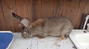 В каком возрасте случают #фландров. Мой личный опыт. #ризен#кроликисодержание #кроликиразведение