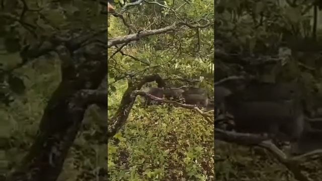 В Петушинском районе кабаны напали на безобидных грибников смотреть онлайн