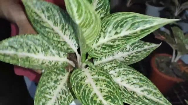 LIVE SALE AGLAONEMA ‼️Cla Nursery Magelang‼️WA.083843350607 смотреть онлайн