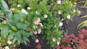 #краснаяклумба #лапчатка /2023г. Красная клумба. Лапчатка розовая Пинк Бьюти. Видео V