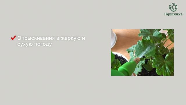 Почему не цветет пеларгония? смотреть онлайн