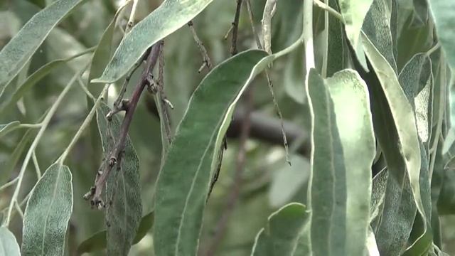 Деревце лох и его плоды. смотреть онлайн