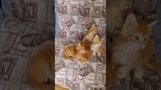 Малыши питомника мейн-кунов "Джейбо Кун"!!! смотреть онлайн