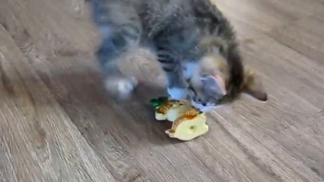 Котенок 2 ( игривый) смотреть онлайн