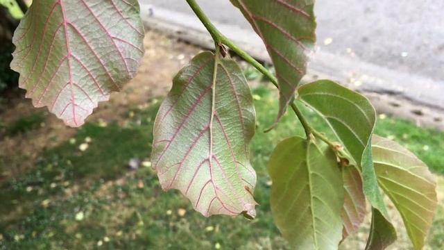 Persian ironwood (Parrotia persica) - underside of leaves - June 2018 смотреть онлайн