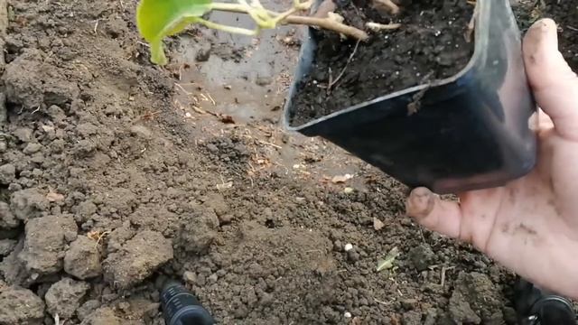 Сажаем Актинидию Аргута. #актинидия#посадкаАктинидии смотреть онлайн