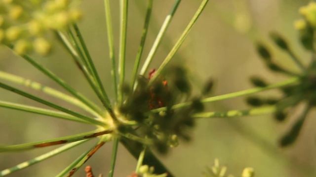 ГВАРДЕЕЦ ВАТИКАНА В ТВОЁМ САДУ/ ЩИТНИК ЛИНЕЙЧАТЫЙ / МИЛЛИМЕТРОВАЯ ВСЕЛЕННАЯ смотреть онлайн
