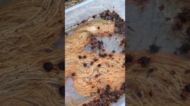 Solar Dyeing with Coreopsis смотреть онлайн