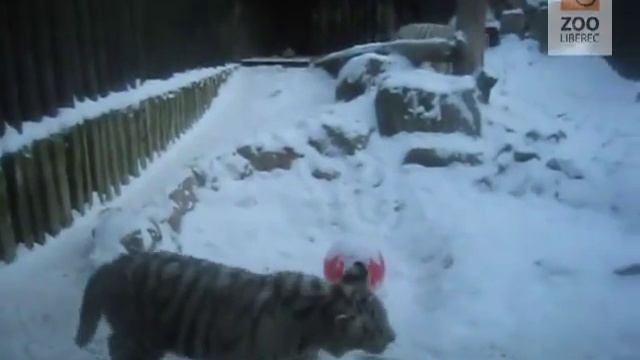 Белые тигрята играют с мамой смотреть онлайн
