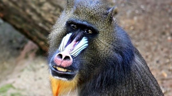 Mandrill Facts: NOT a BABOON ? Animal Fact Files