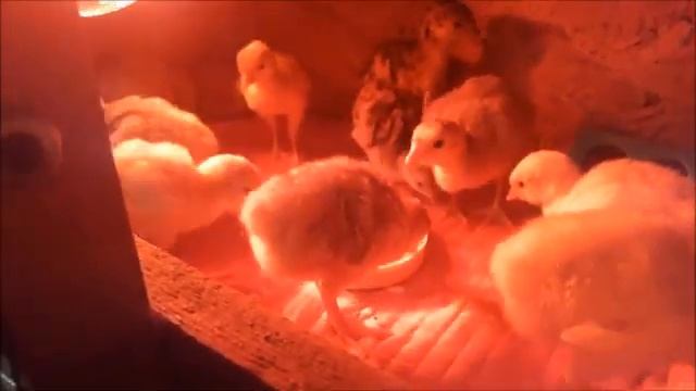 КАК НАУЧИТЬ ИНДЮШАТ КЛЕВАТЬ КОРМ смотреть онлайн